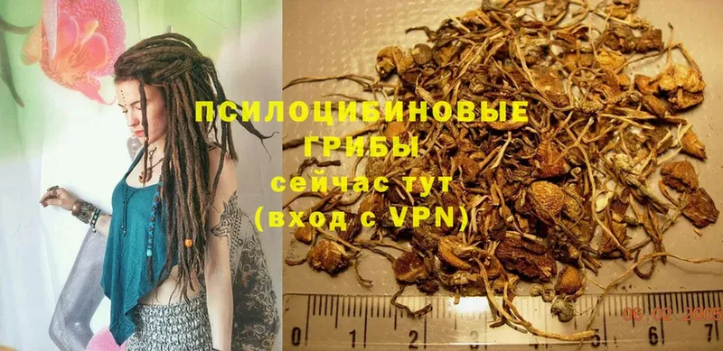 Галлюциногенные грибы Psilocybe  наркота  Звенигород 